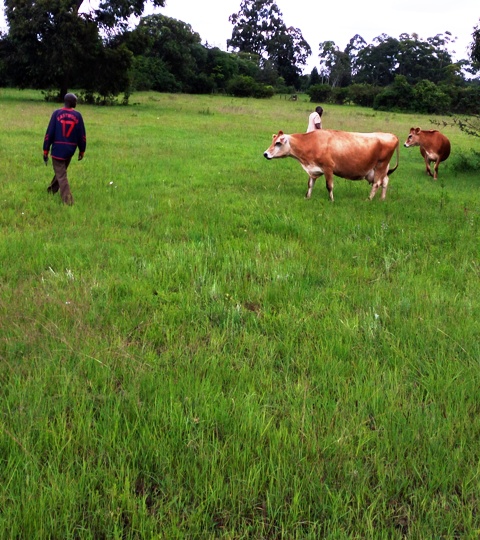 50 acres Karen Nairobi land for sale